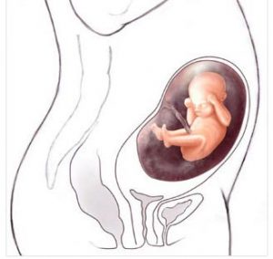 22-hafta-hamileliginizin-22-haftasinda-bebeginiz