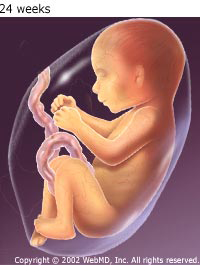 Pregnancy_Your_Babys_Growth_and_Development_Months_4_to_6_24_Weeks