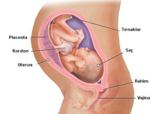 Gebeliğin-Hamileliğin-32.-Haftası-Neler-Olur